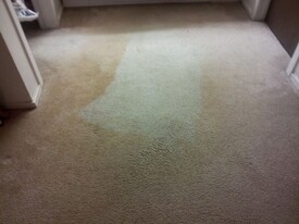 Before & After Carpet Cleaning / Stain Removal in Webster, TX